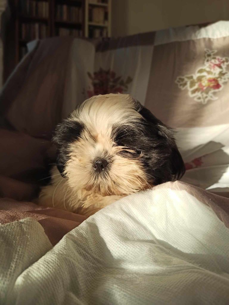 De la baalucherie - Chiot disponible  - Shih Tzu