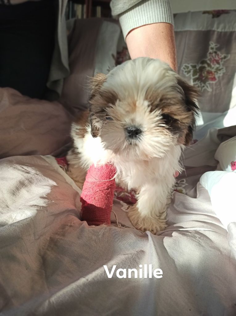 De la baalucherie - Chiot disponible  - Shih Tzu