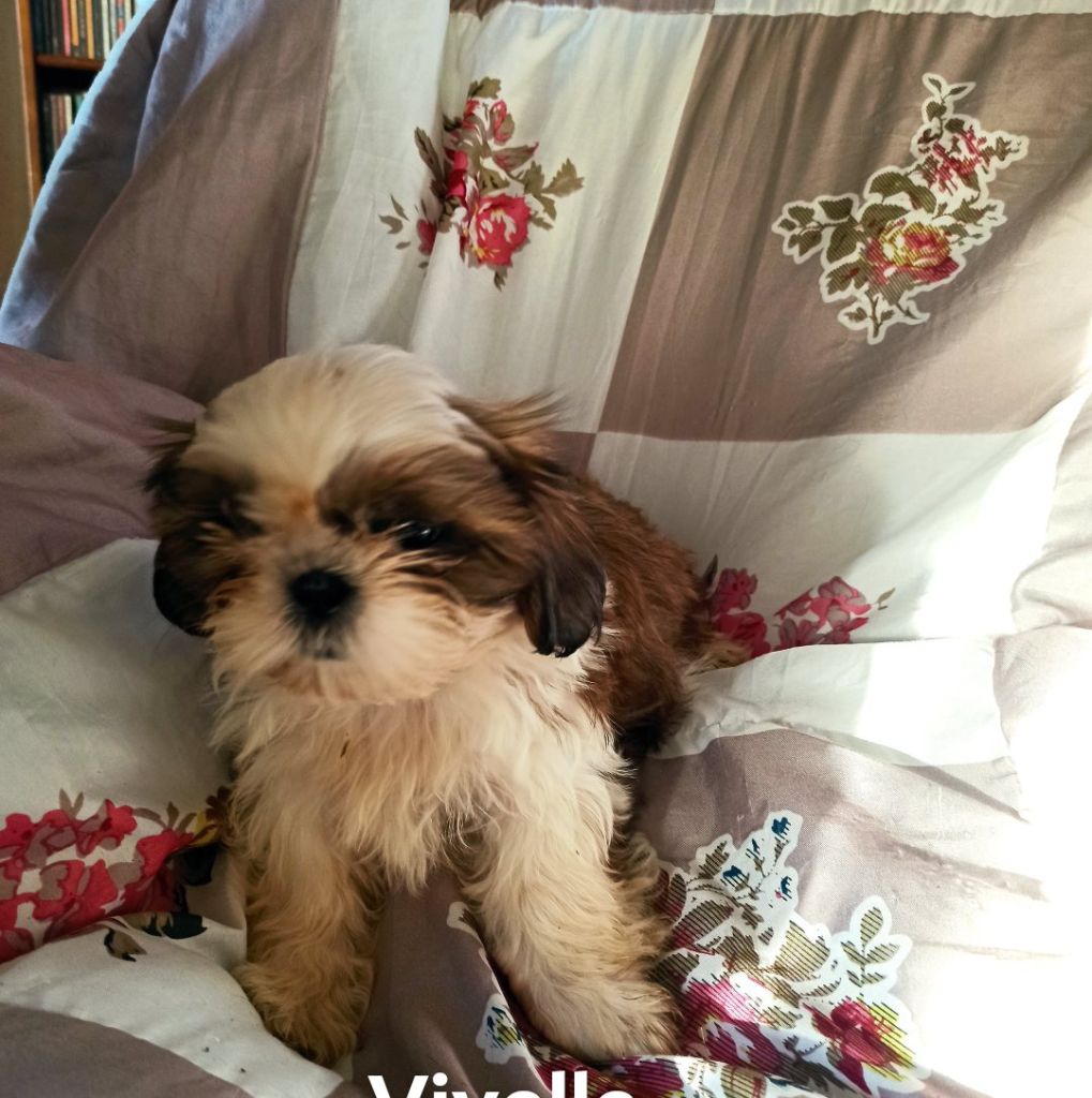 De la baalucherie - Chiot disponible  - Shih Tzu