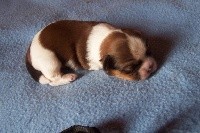 CHIOT