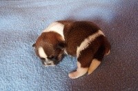 CHIOT