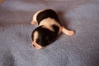 CHIOT