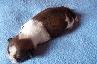 CHIOT